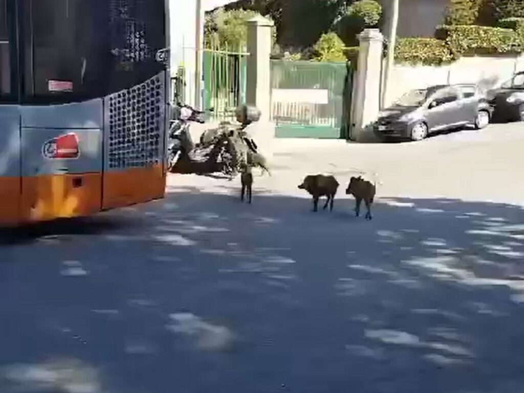 cinghiali san fruttuoso