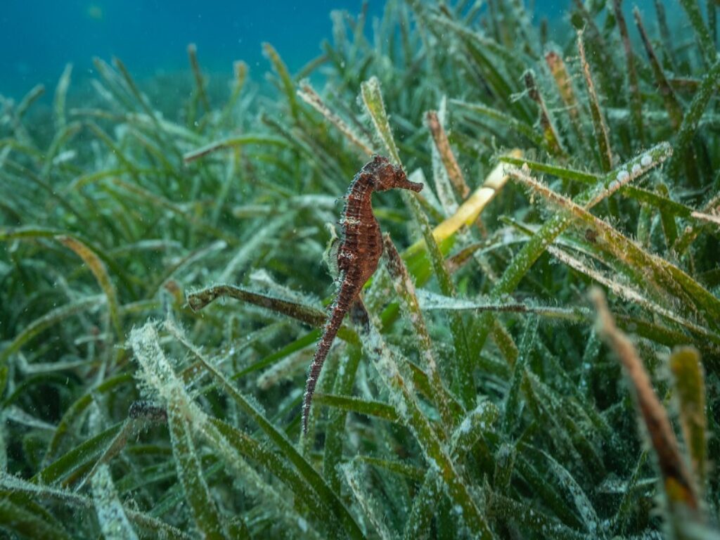 riforestazione marina