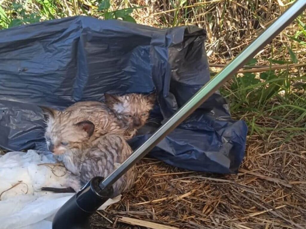 gattini salvati rimini