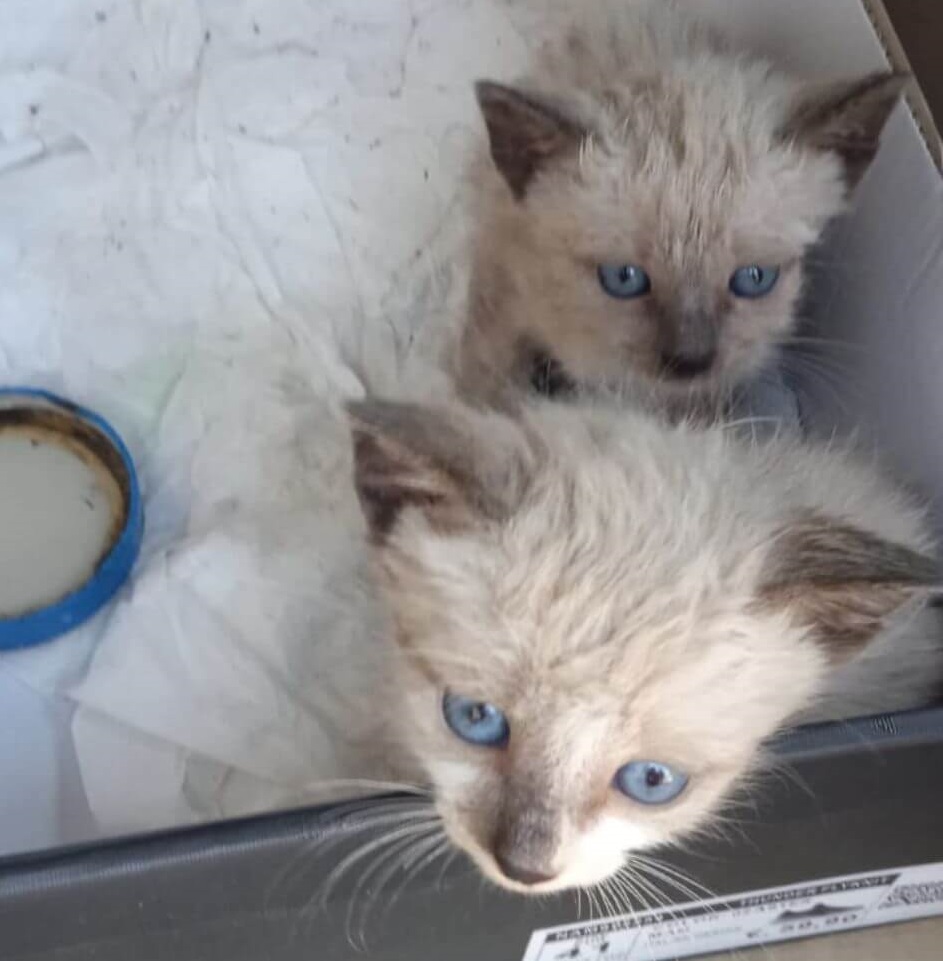 gattini salvati viserba