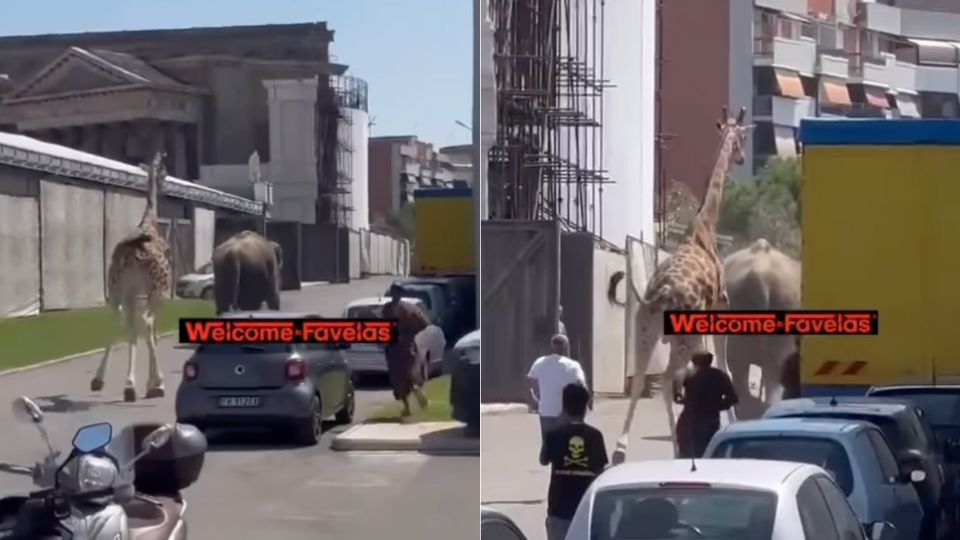 una giraffa e un elefante