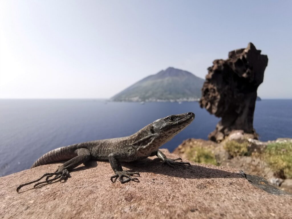 lucertola delle eolie