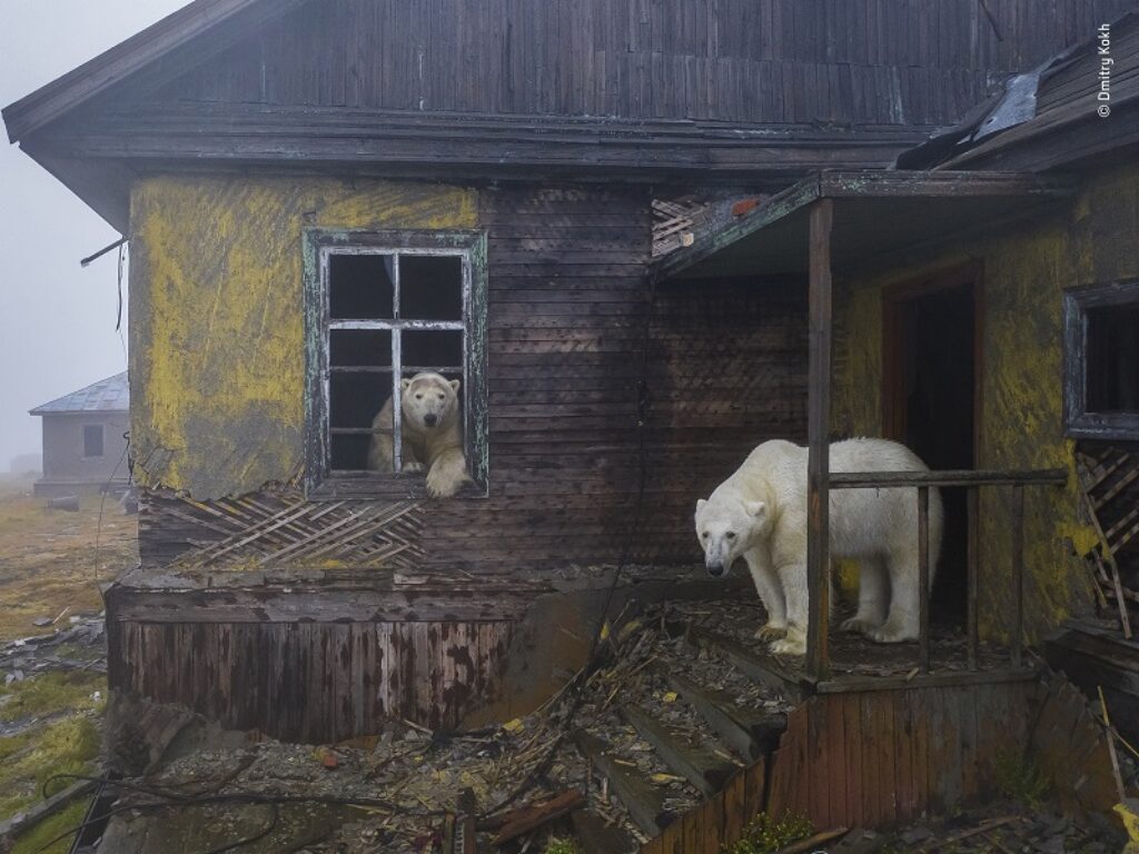 Wildlife Photographer of the Year