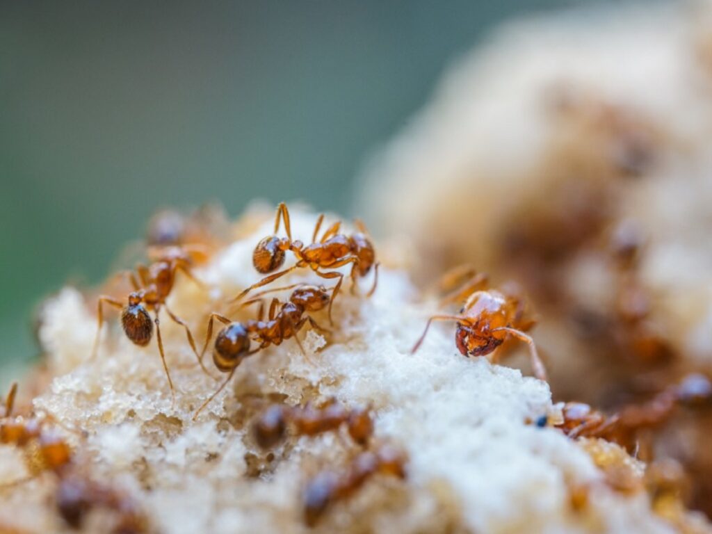 anticimex formica di fuoco