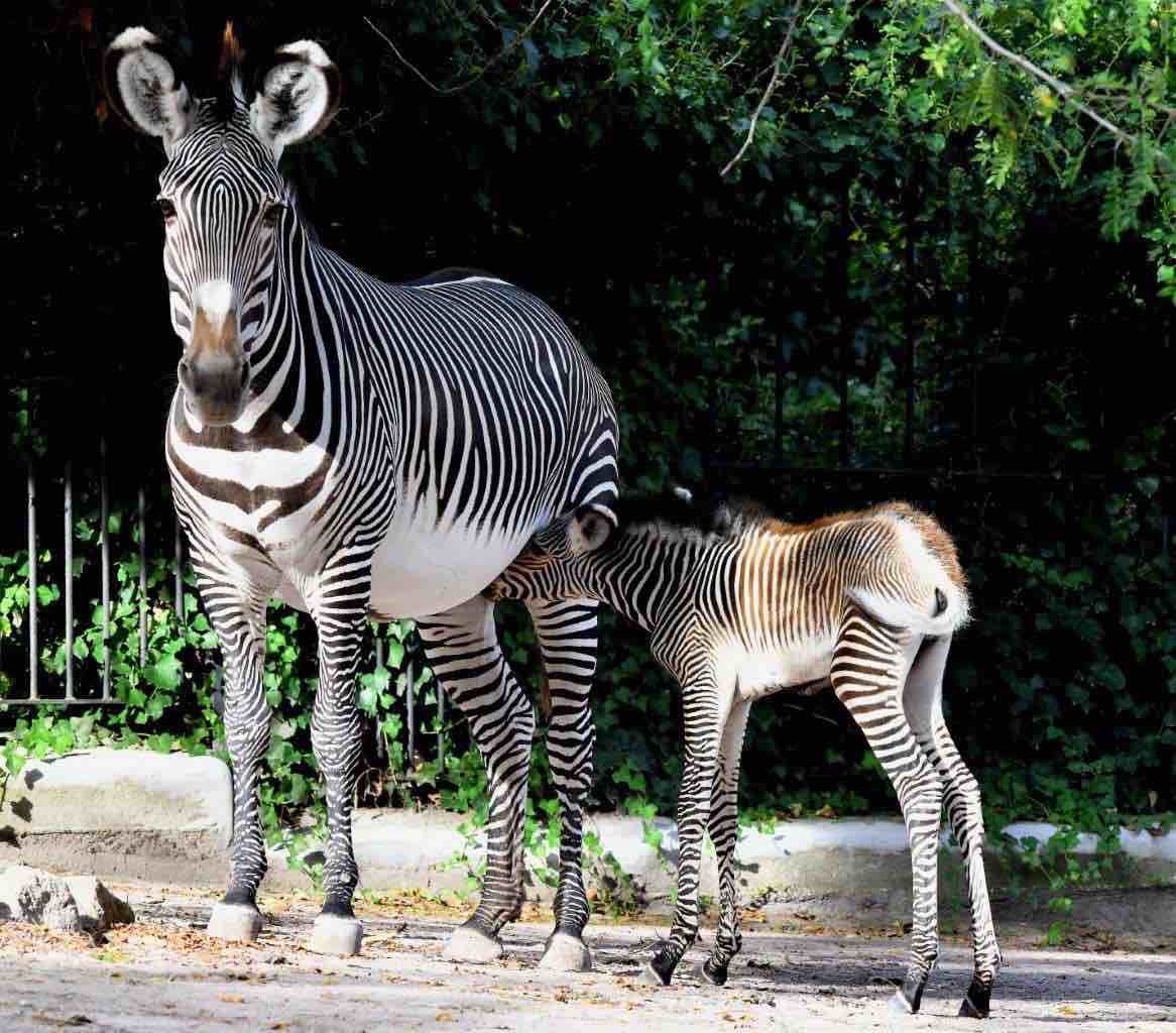 zebra di grevy