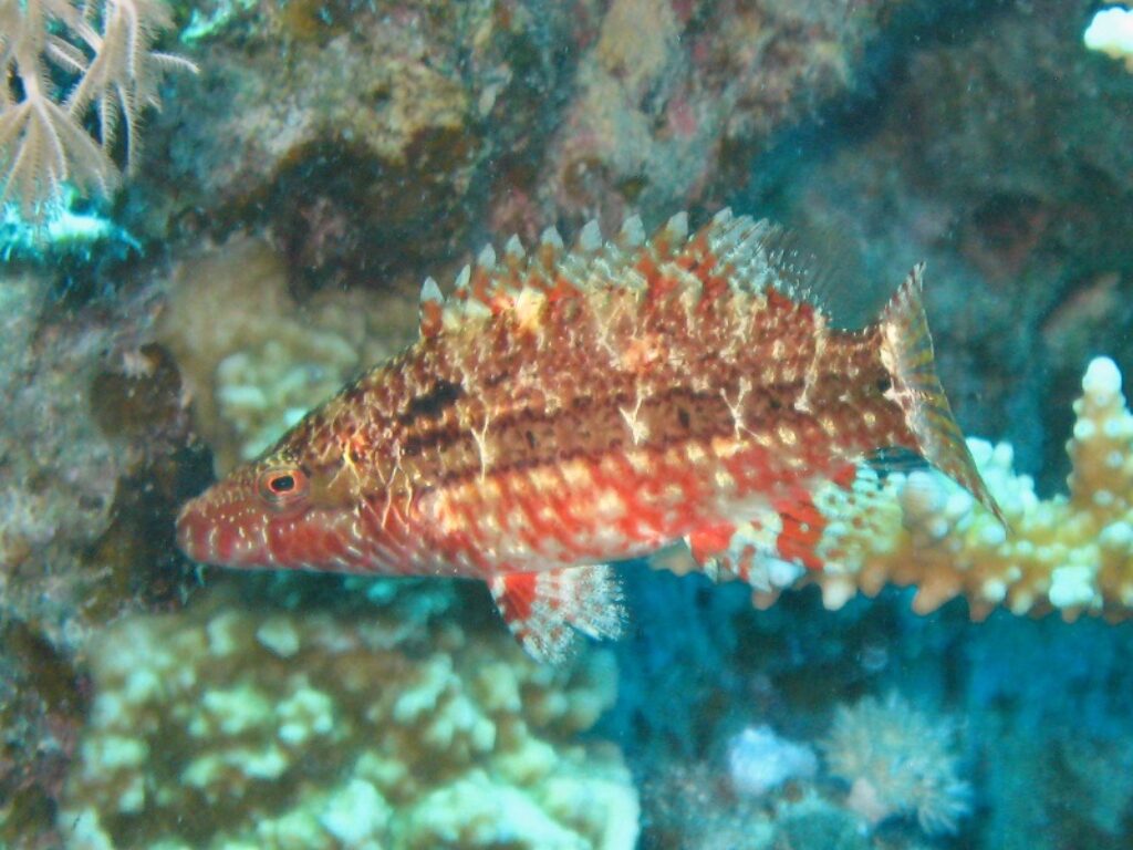 tordo con la basetta