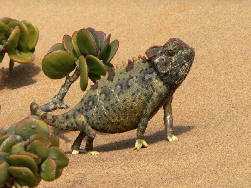 camaleonte Namaqua