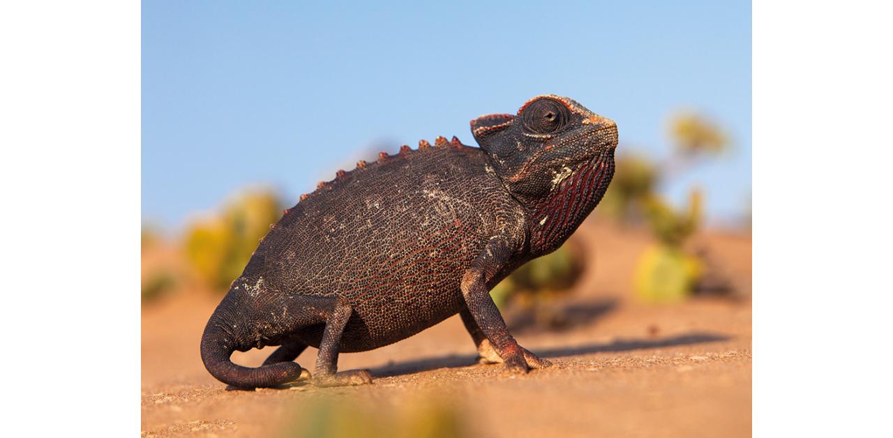 camaleonte Namaqua