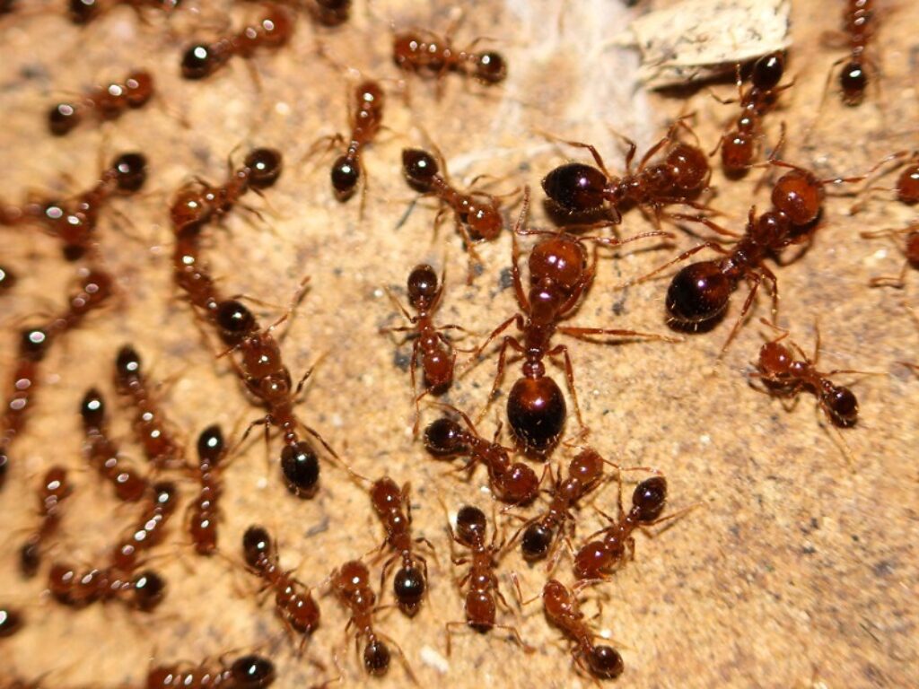 formica rossa