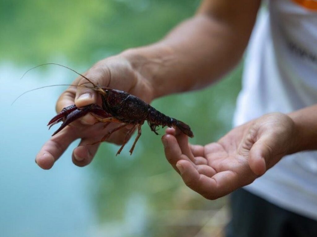 gamberi rossi della louisiana
