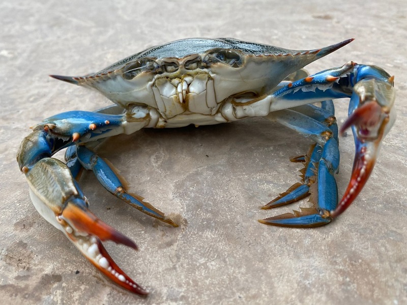 granchio blu