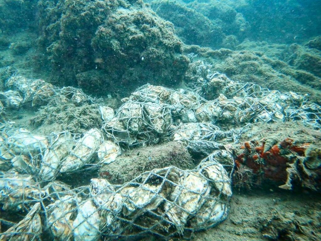 gusci scarto molluschi