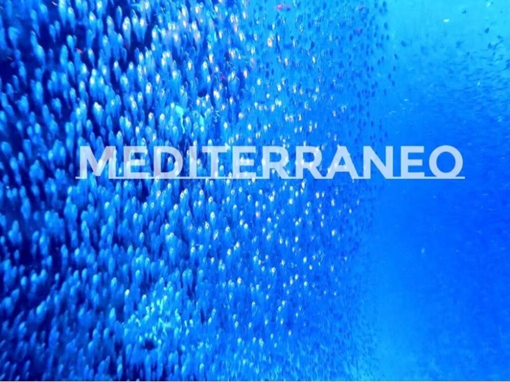 mediterraneo