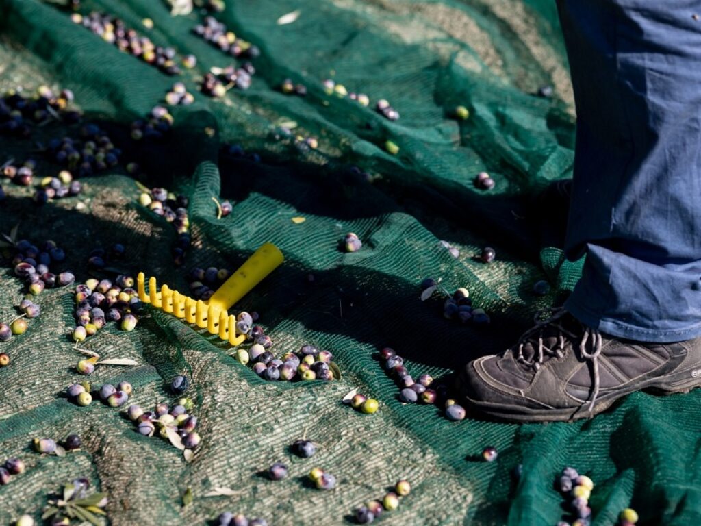 frantoi aperti olio toscano igp