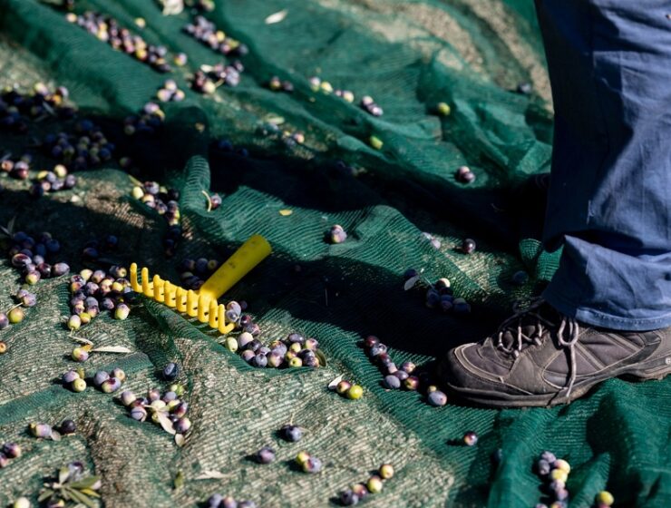 frantoi aperti olio toscano igp