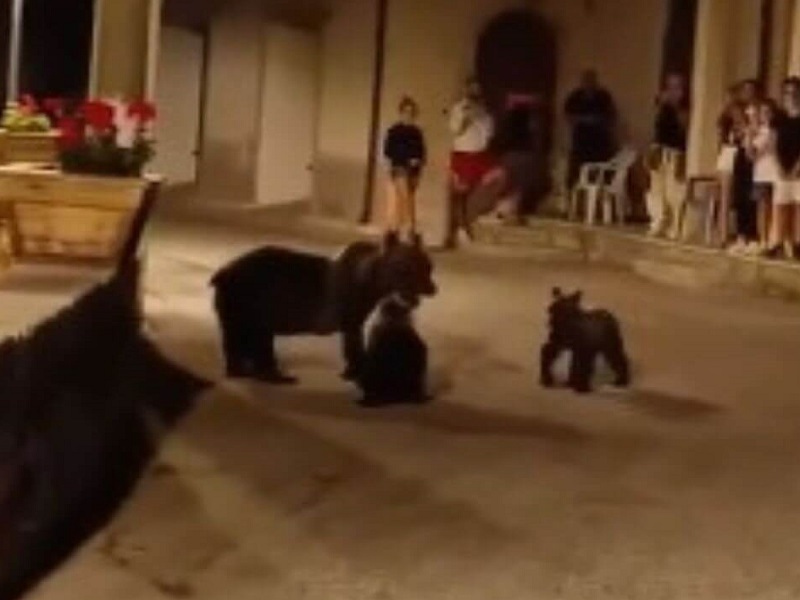 orsa amarena cuccioli