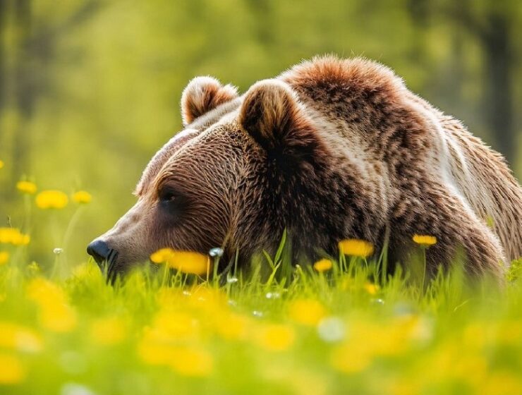 orsa amarena jj4 kj1