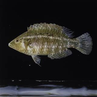 tordo con la basetta