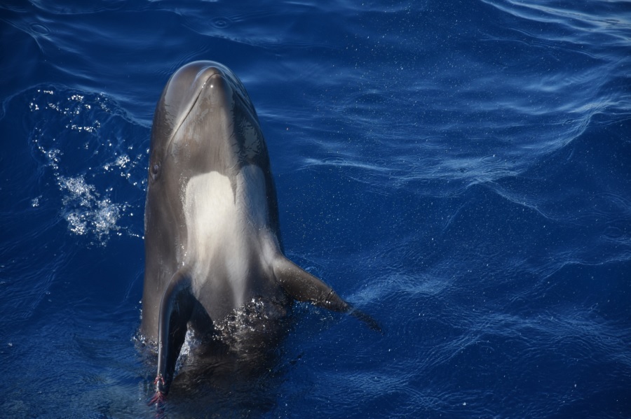 meraviglioso mediterraneo