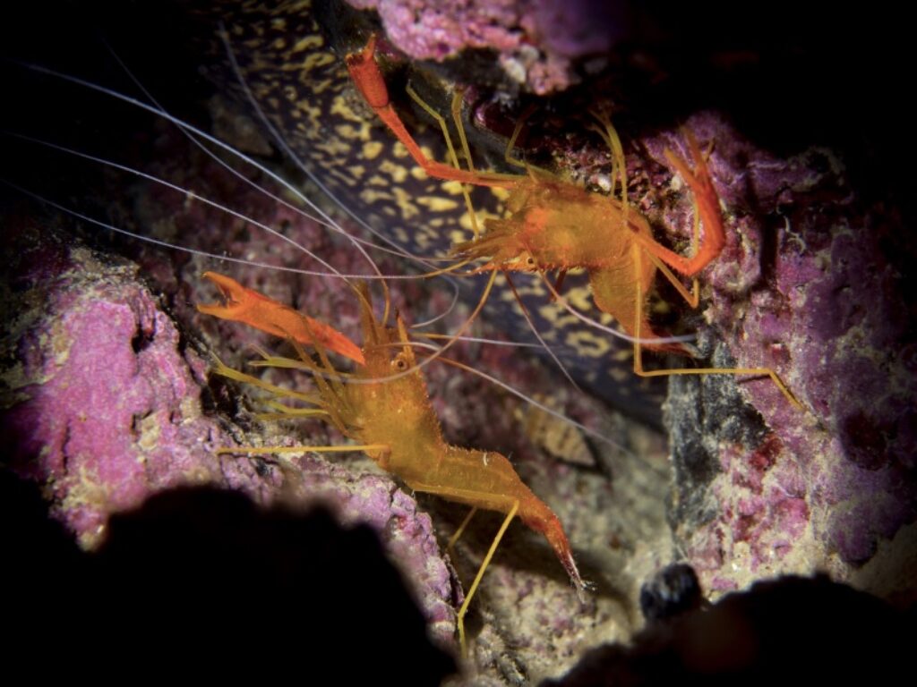 meraviglioso mediterraneo