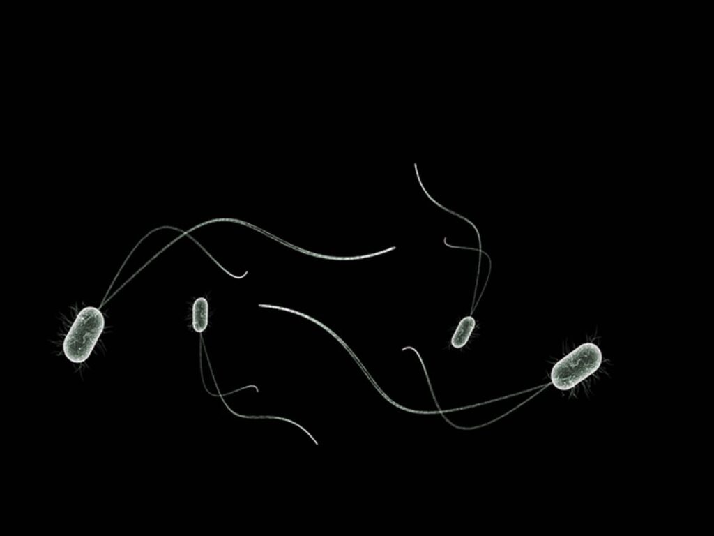 ameba mangia-cervello