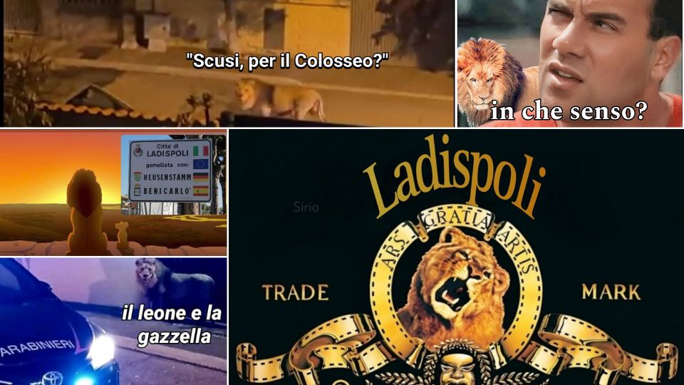 meme leone ladispoli