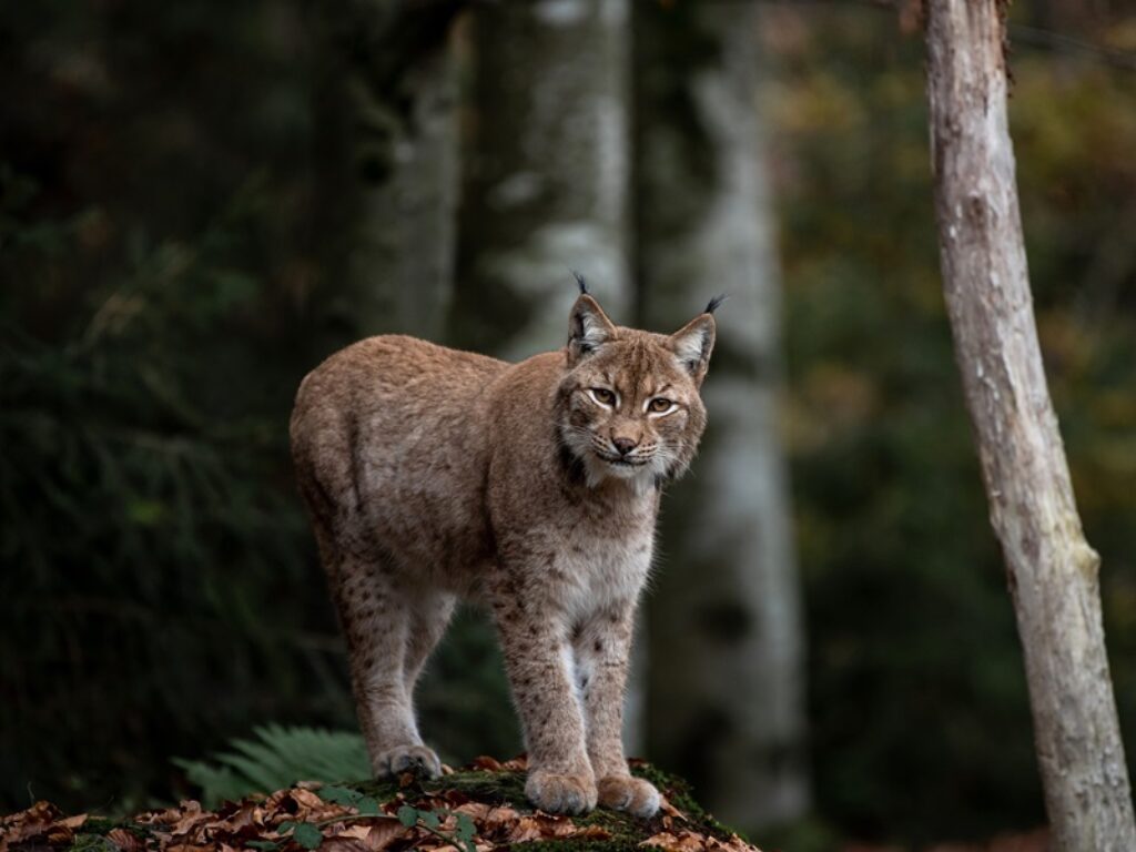 lince