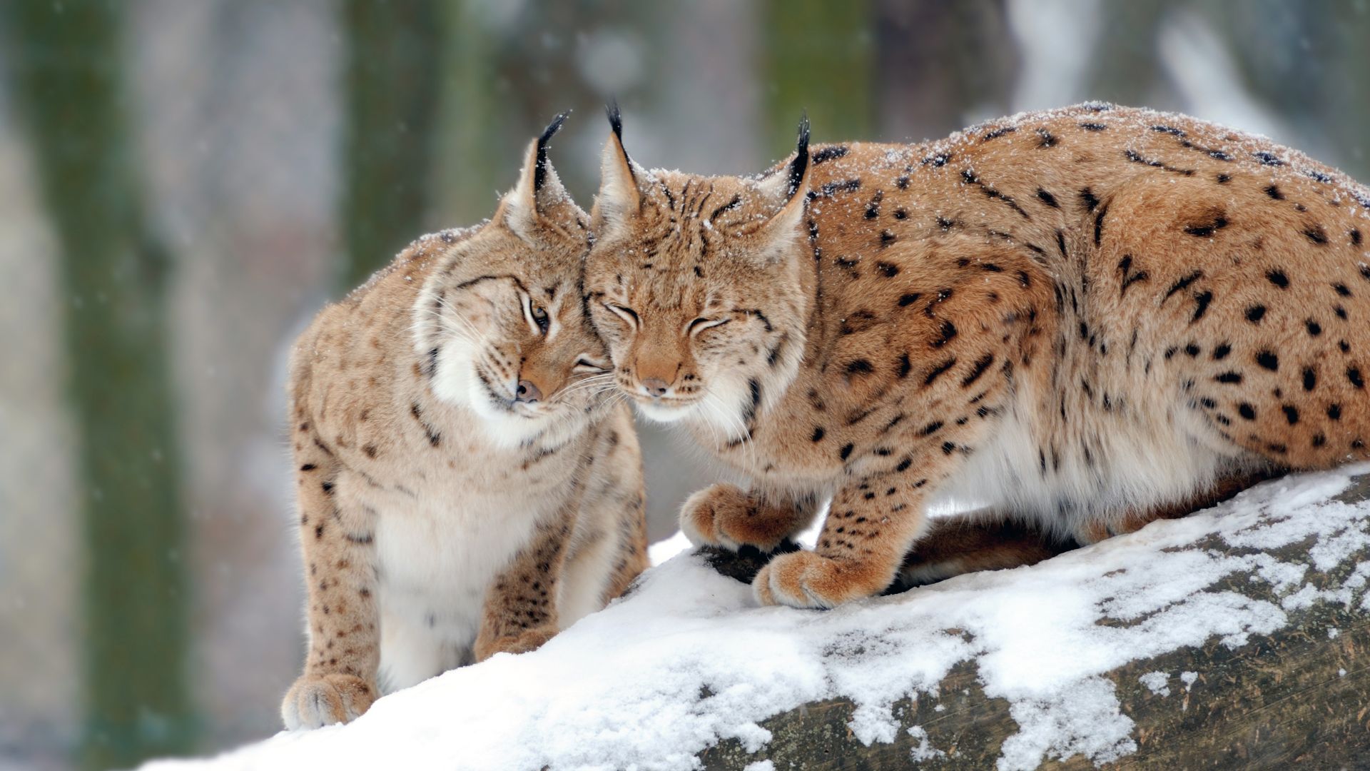 lince