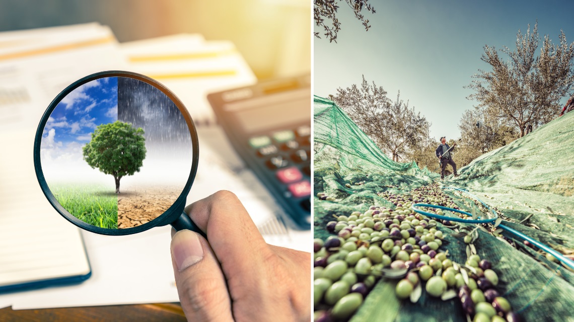 pianificare raccolta olive