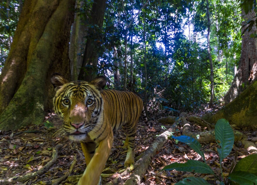 tigri della malesia