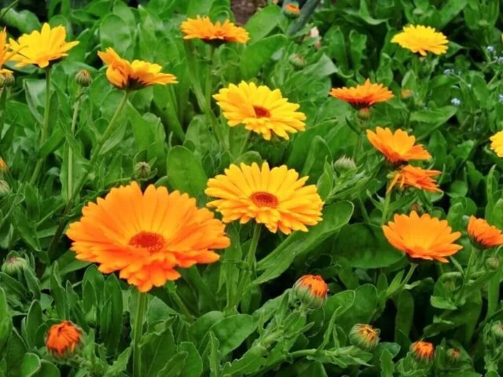 calendula officinalis
