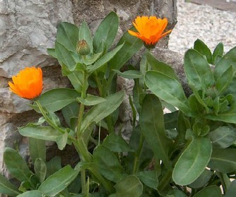 calendula officinalis