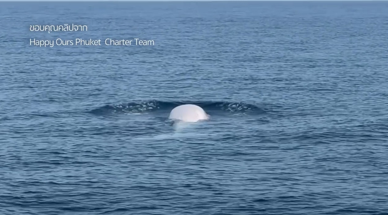 balenottere di Omura