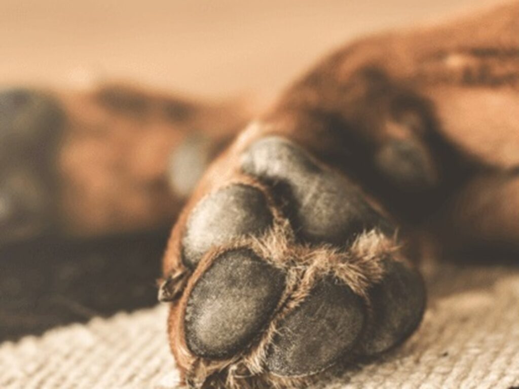 cane palermo leishmaniosi