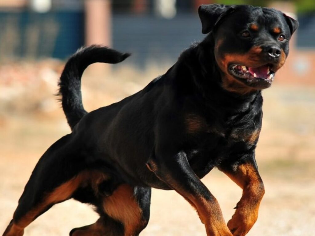 rottweiler