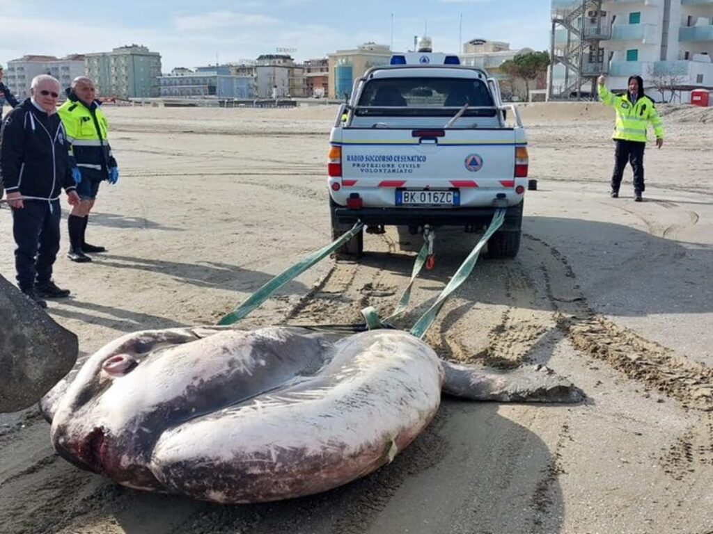 pesce luna