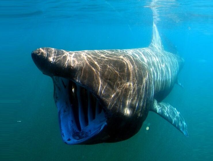 squalo elefante
