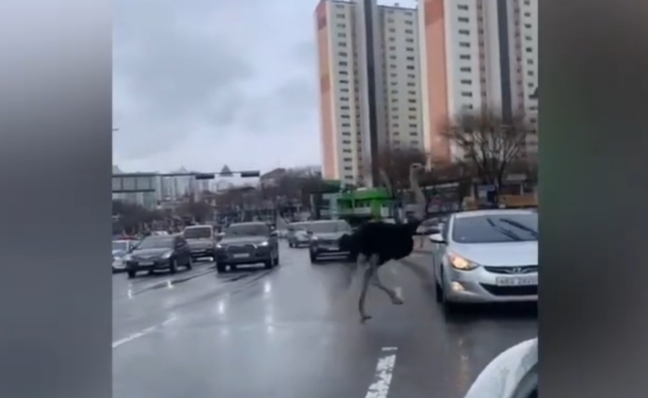 struzzo corea del sud