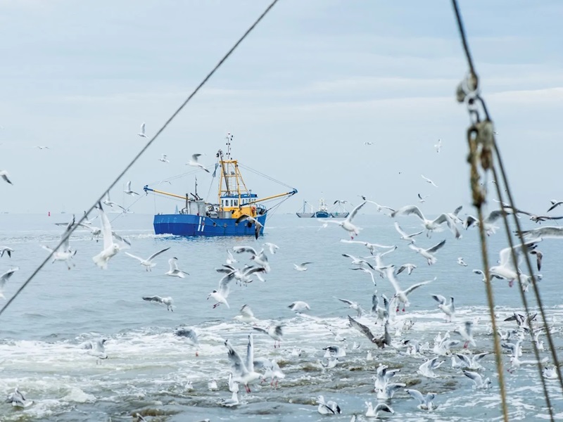 3EFishing pesca sostenibile pescherecci