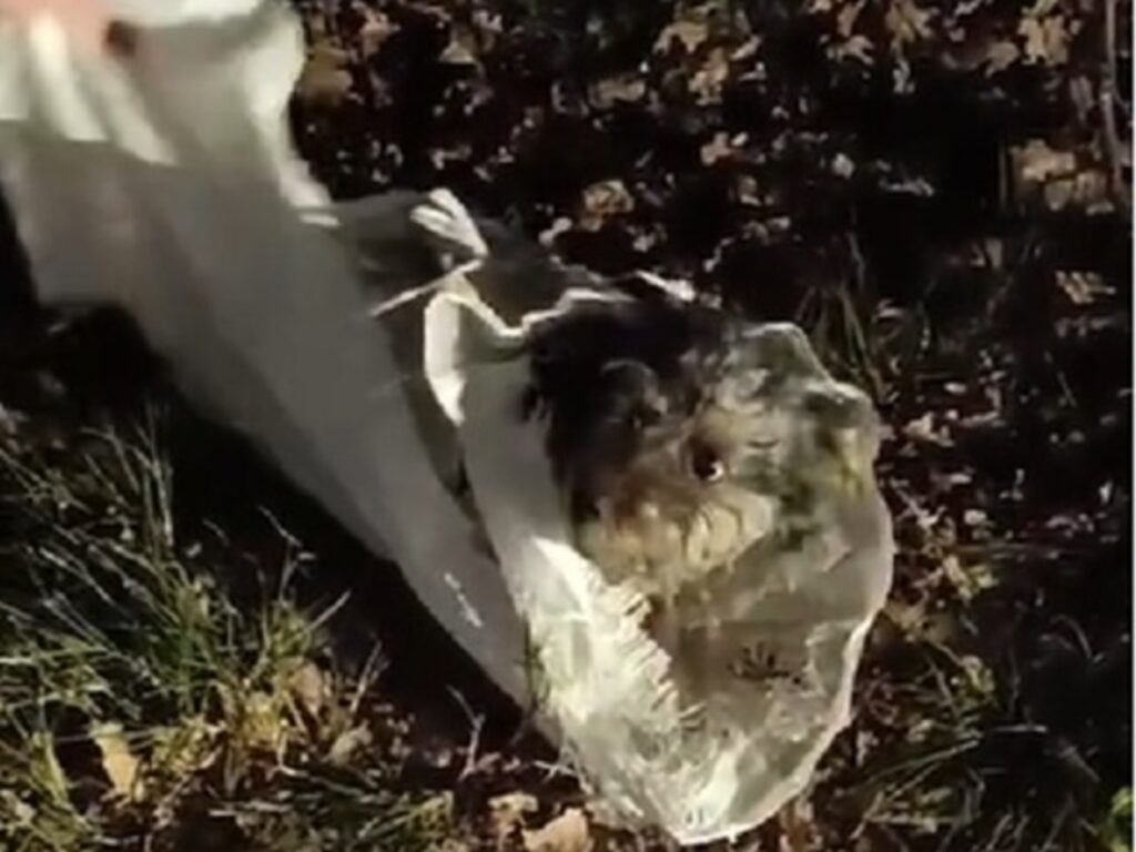 pasqualino cane