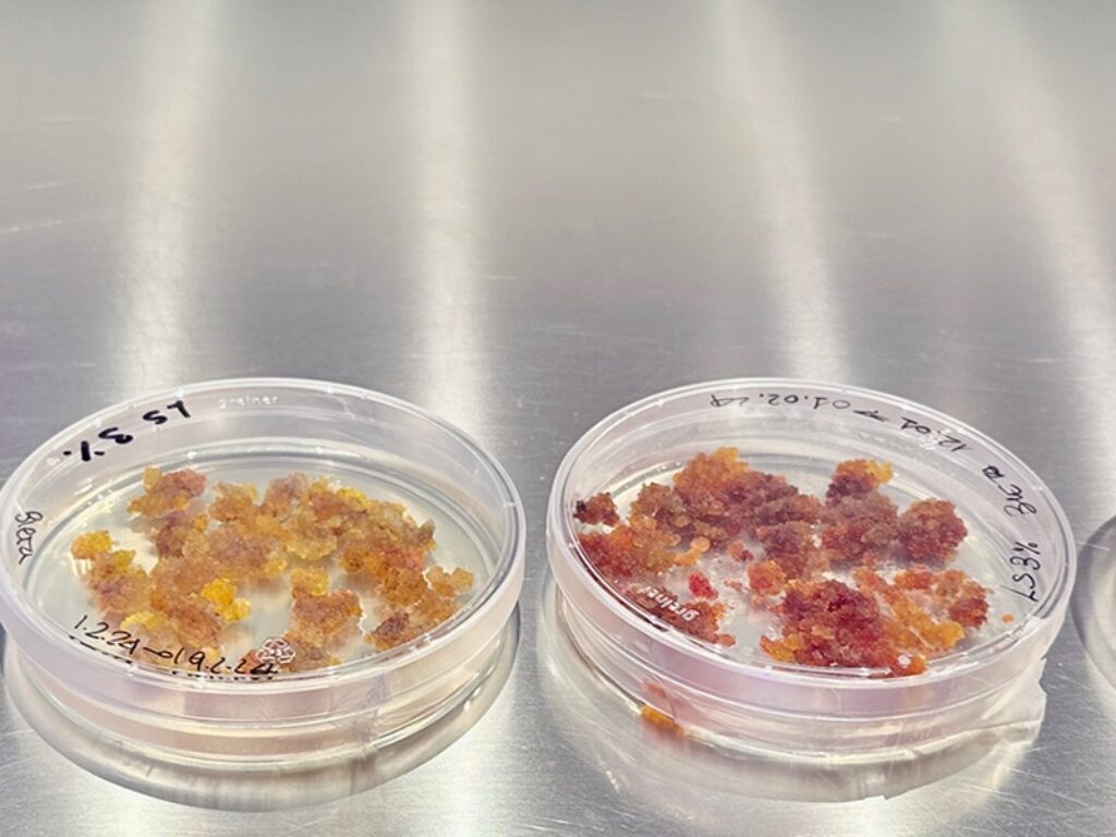 colture cellulari vegetali