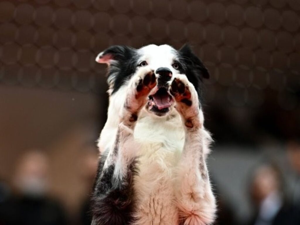 messi festival di cannes