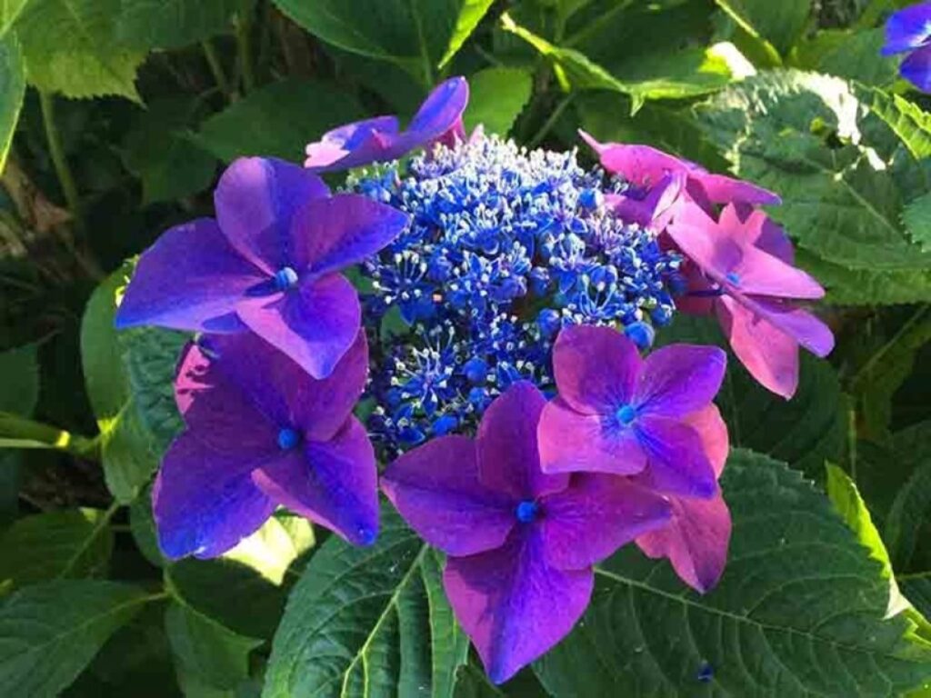 festa delle ortensie bolsena