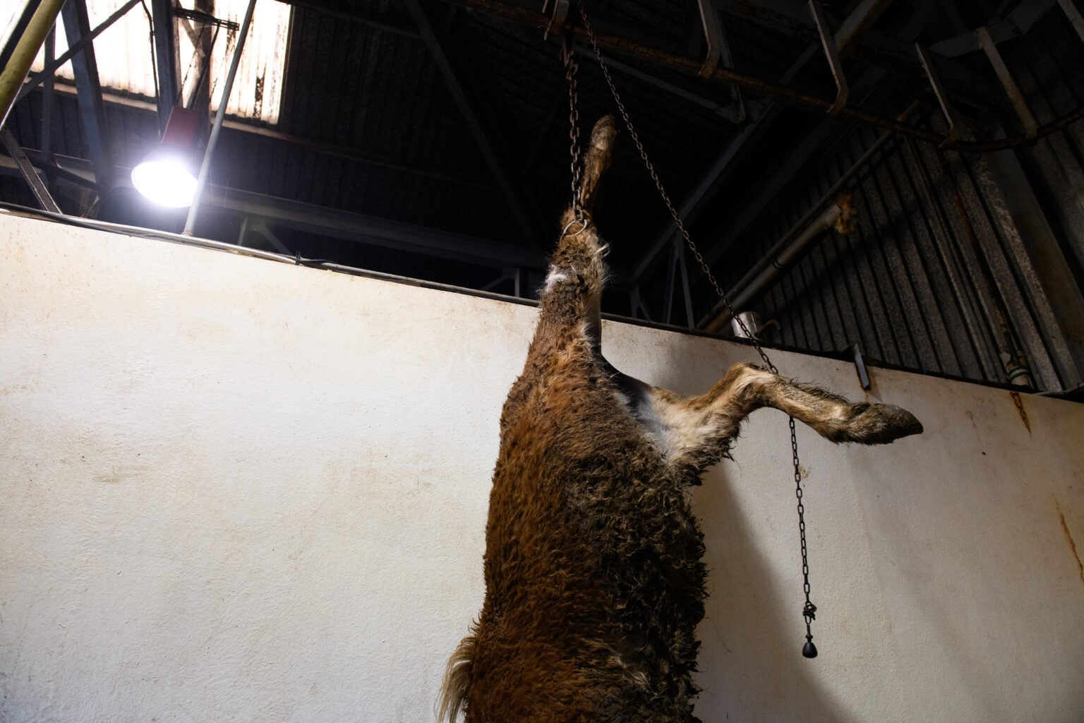 macellazione cavalli