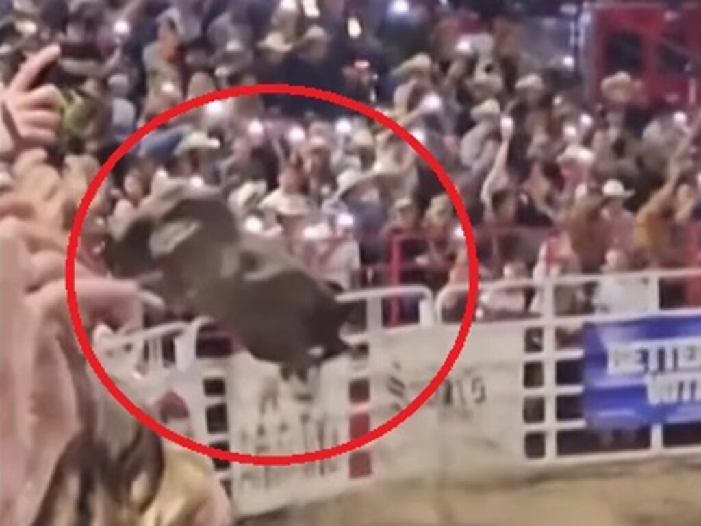rodeo toro oregon