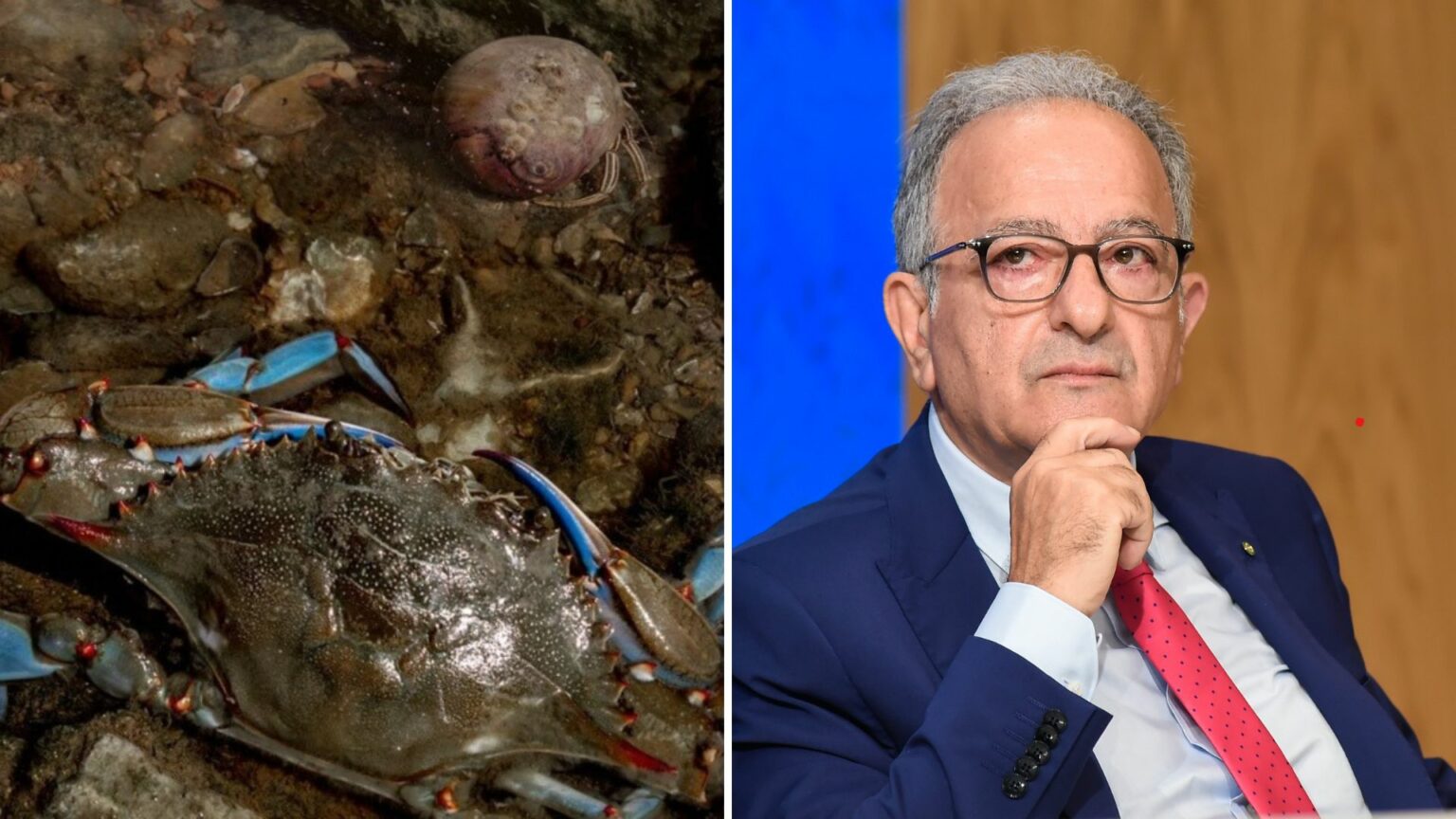 commissario granchio blu