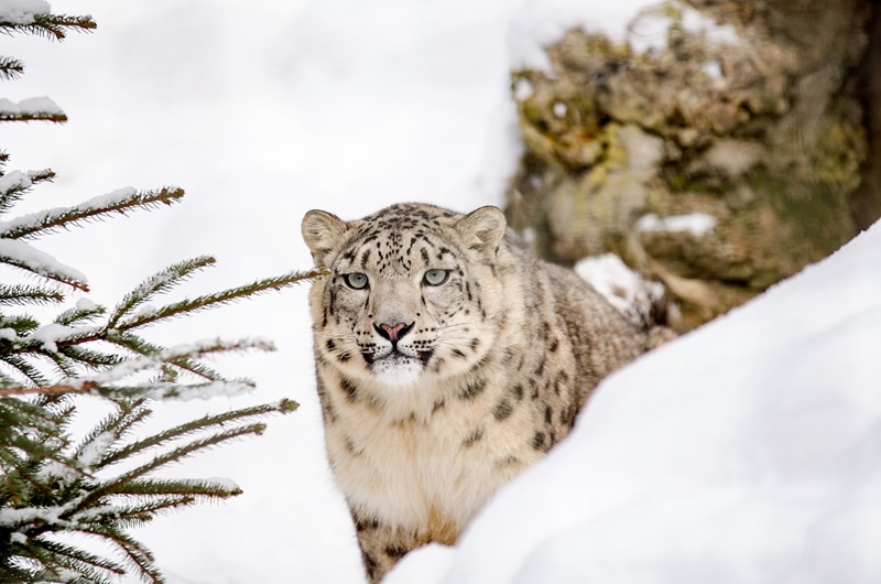 leopardo delle nevi