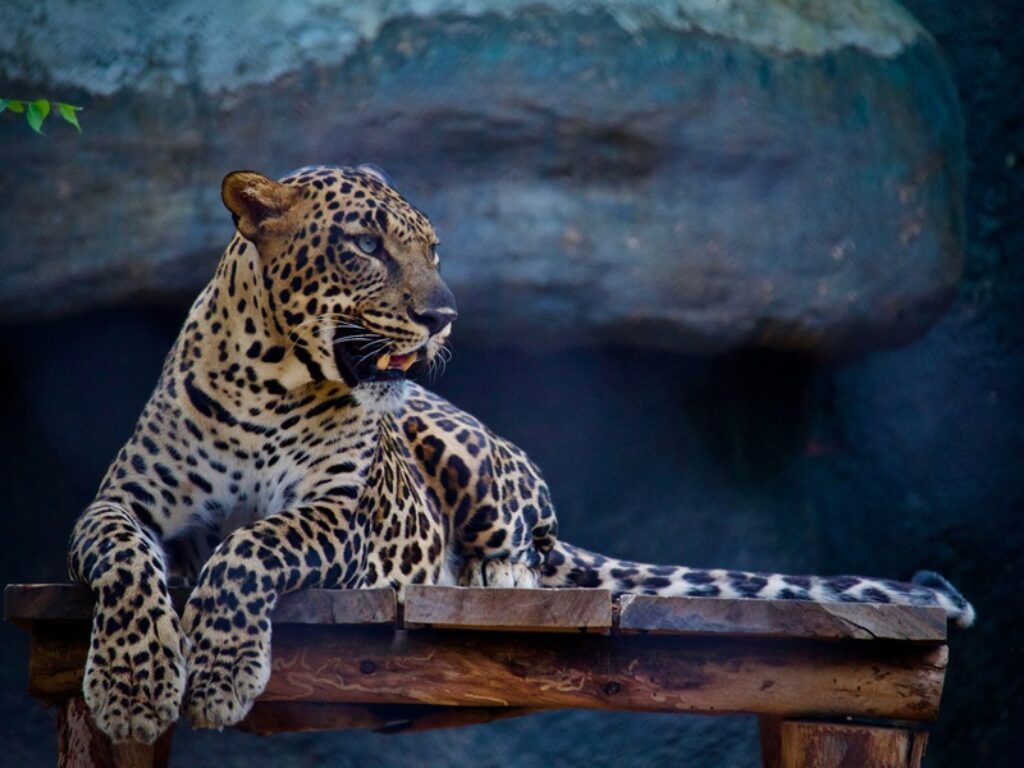 leopardo delle nevi