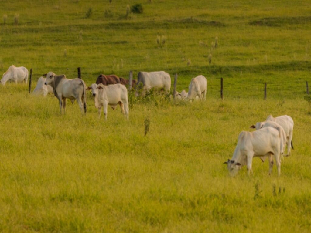 indennità natura 2000 pascoli
