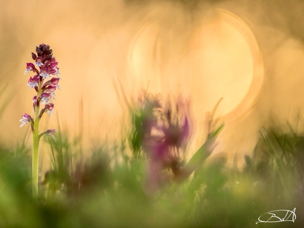 Barbara Dall’Angelo